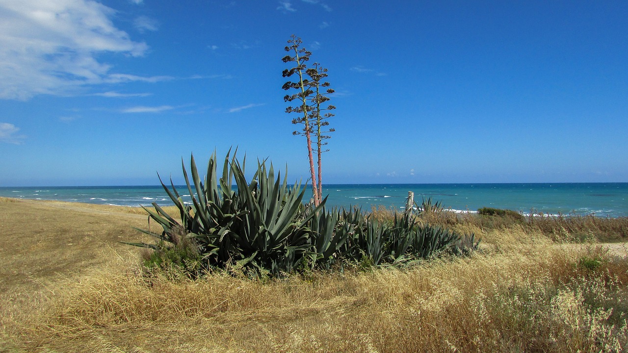 cyprus perivolia aloe vera free photo