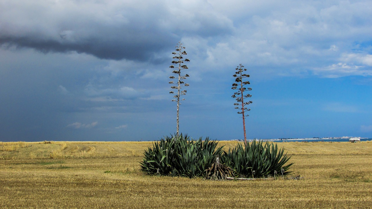 cyprus perivolia aloe vera free photo