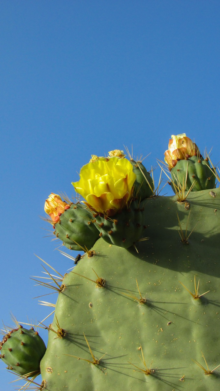 cyprus ayia napa cactus park free photo