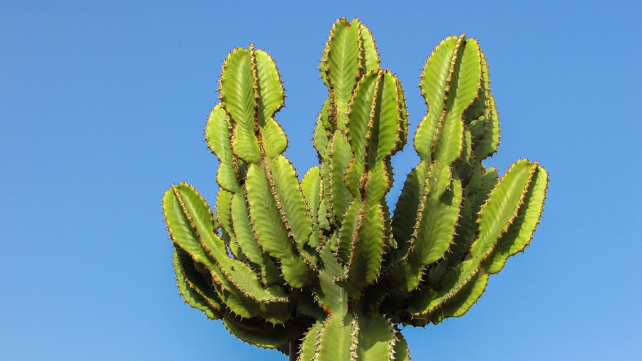 cyprus ayia napa cactus park free photo