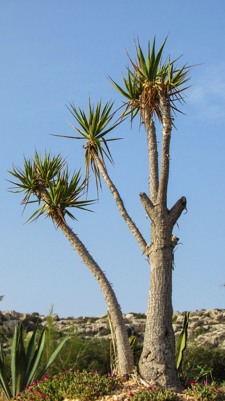 cyprus ayia napa cactus park free photo