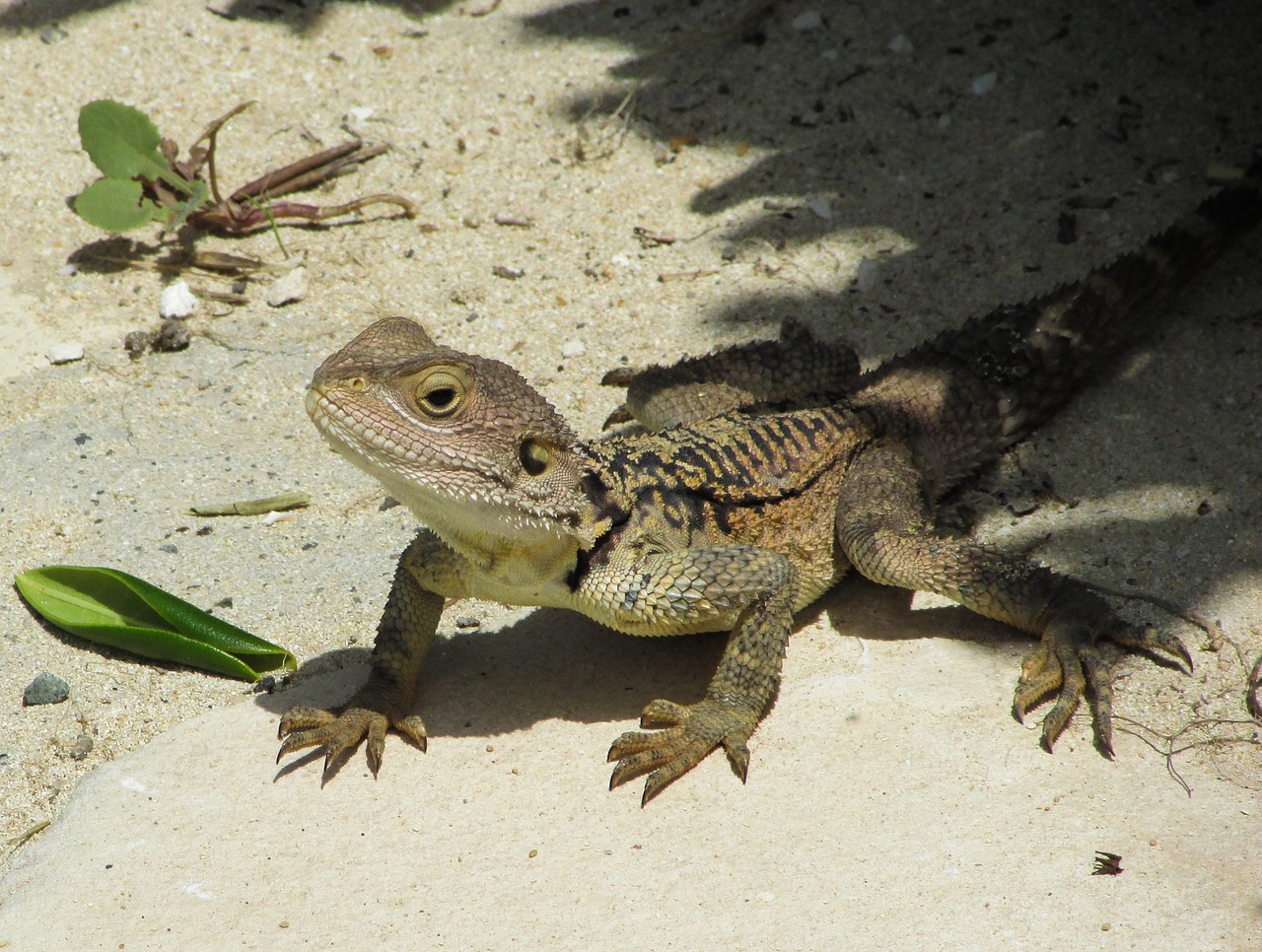 cyprus lizard kurkutas free photo