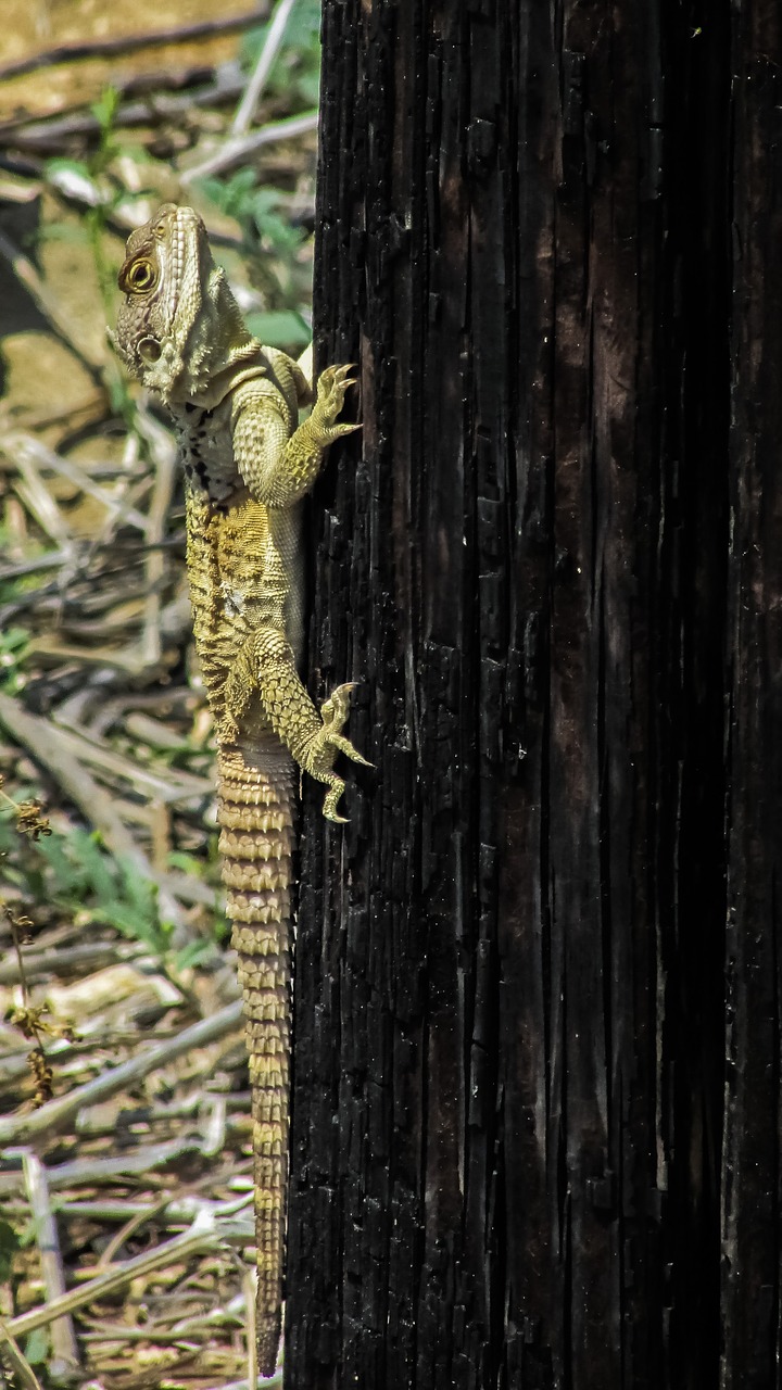 cyprus lizard kurkutas free photo