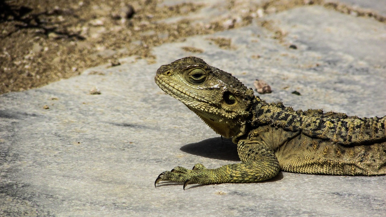 cyprus lizard kurkutas free photo