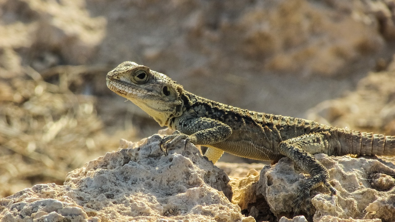 cyprus lizard kurkutas free photo