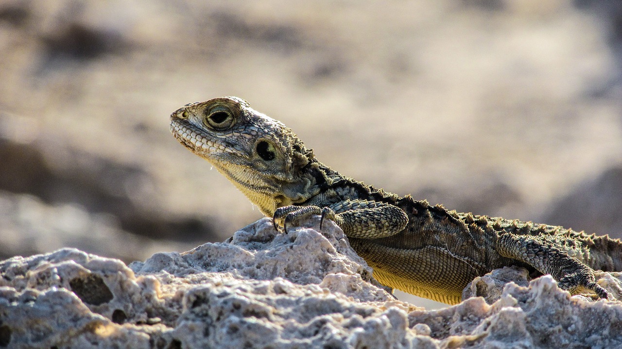 cyprus lizard kurkutas free photo