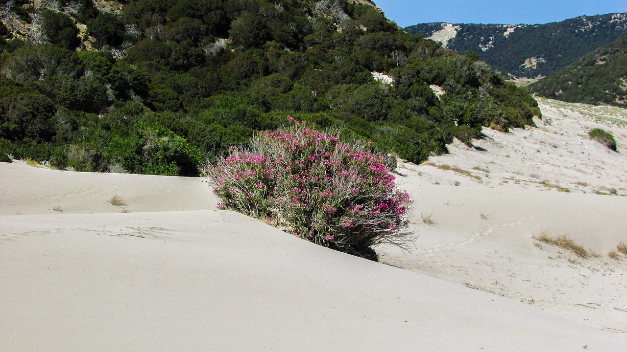 cyprus karpasia golden beach free photo