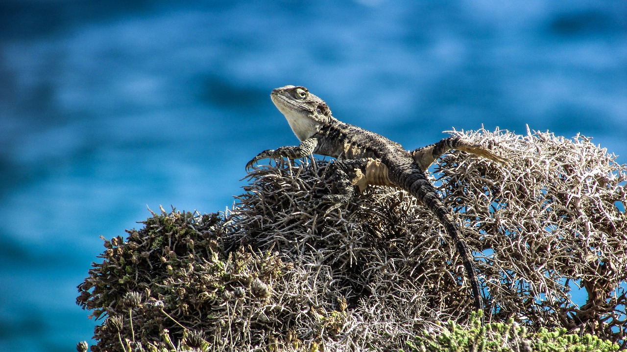 cyprus lizard kurkutas free photo