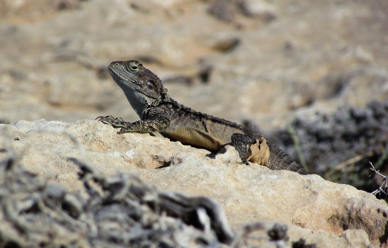 cyprus lizard kurkutas free photo