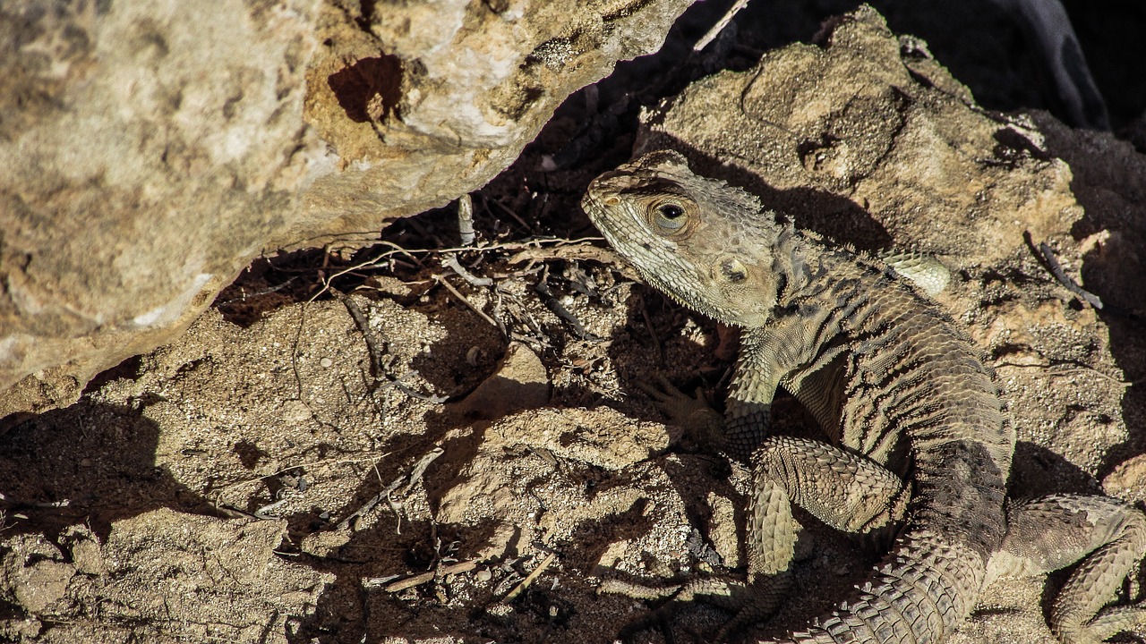 cyprus lizard kurkutas free photo