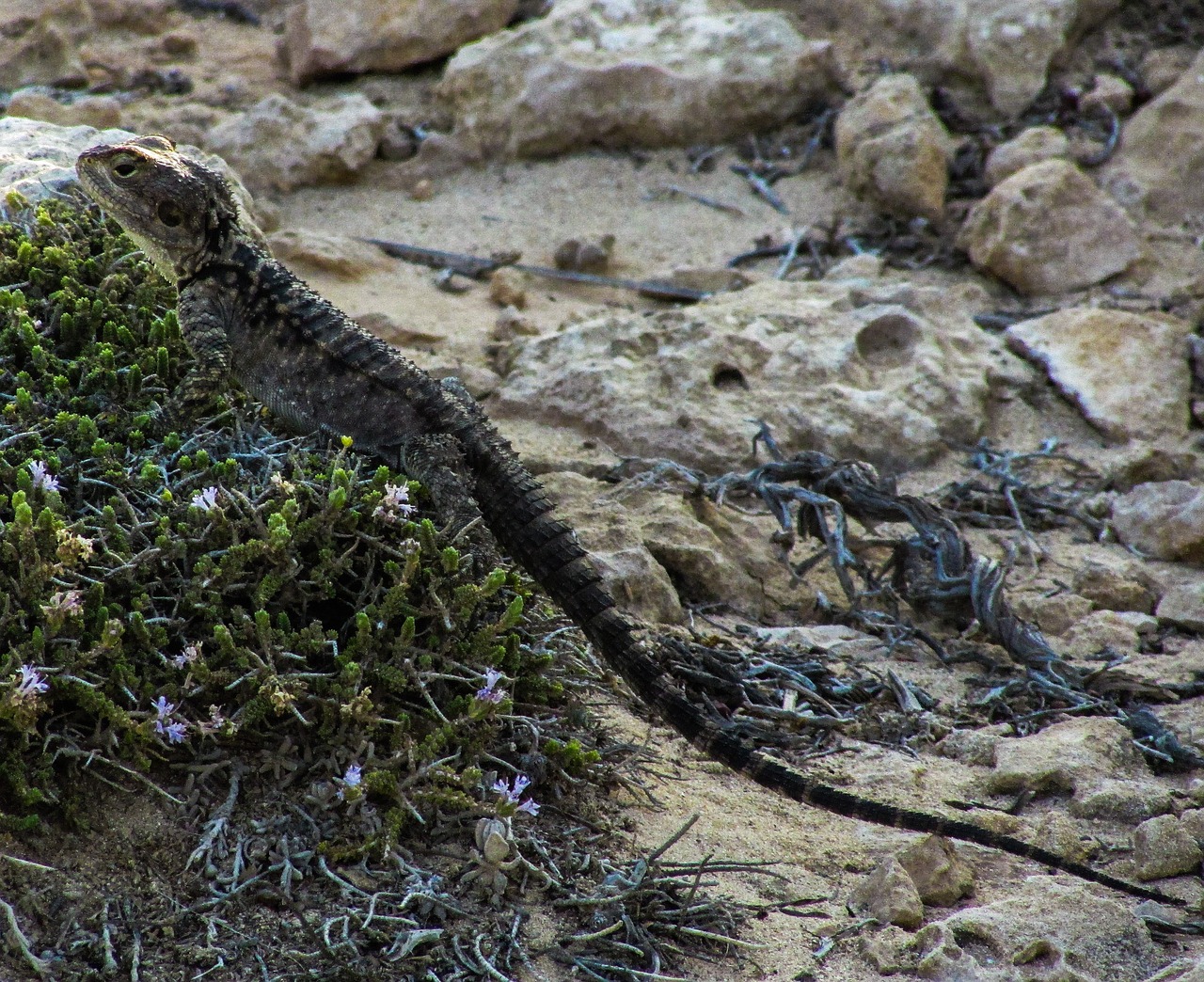 cyprus lizard kurkutas free photo