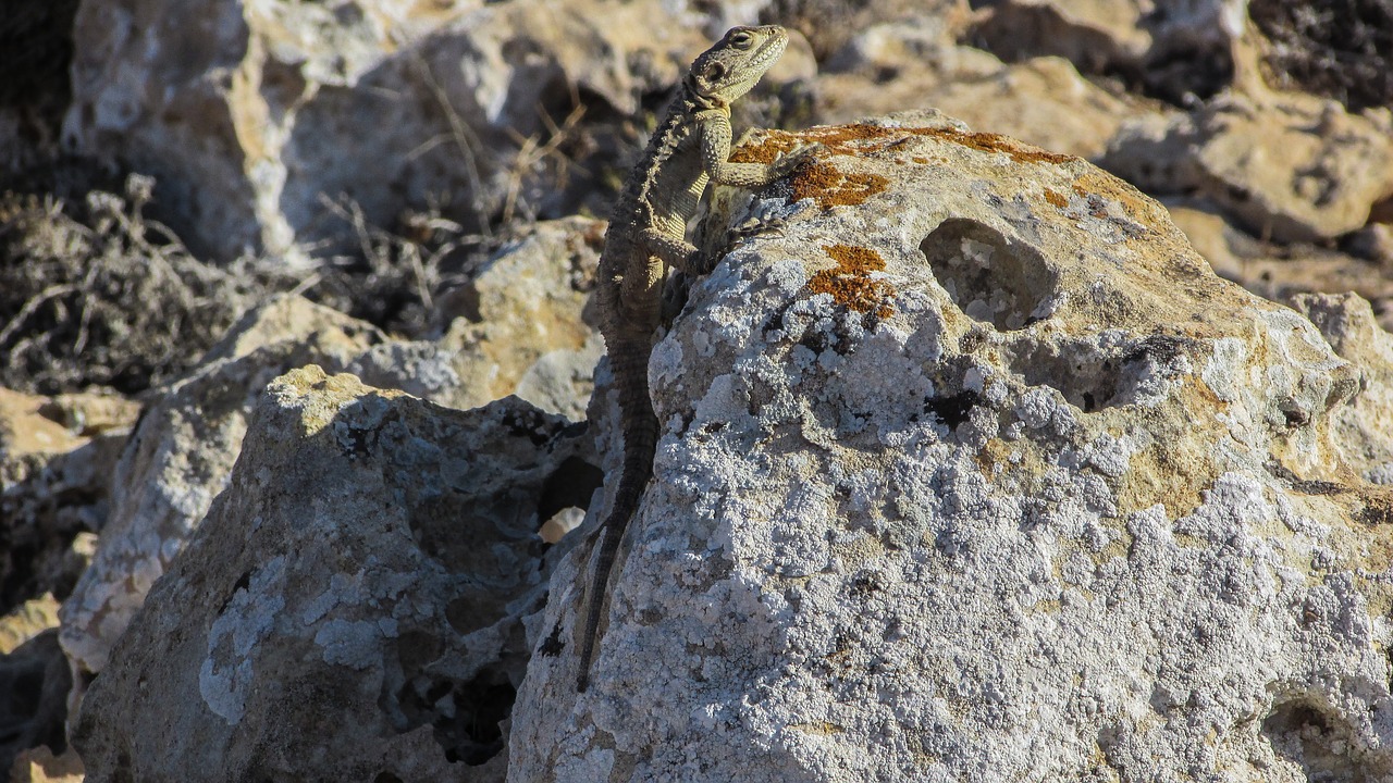 cyprus lizard kurkutas free photo