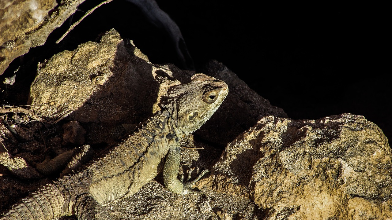 cyprus lizard kurkutas free photo