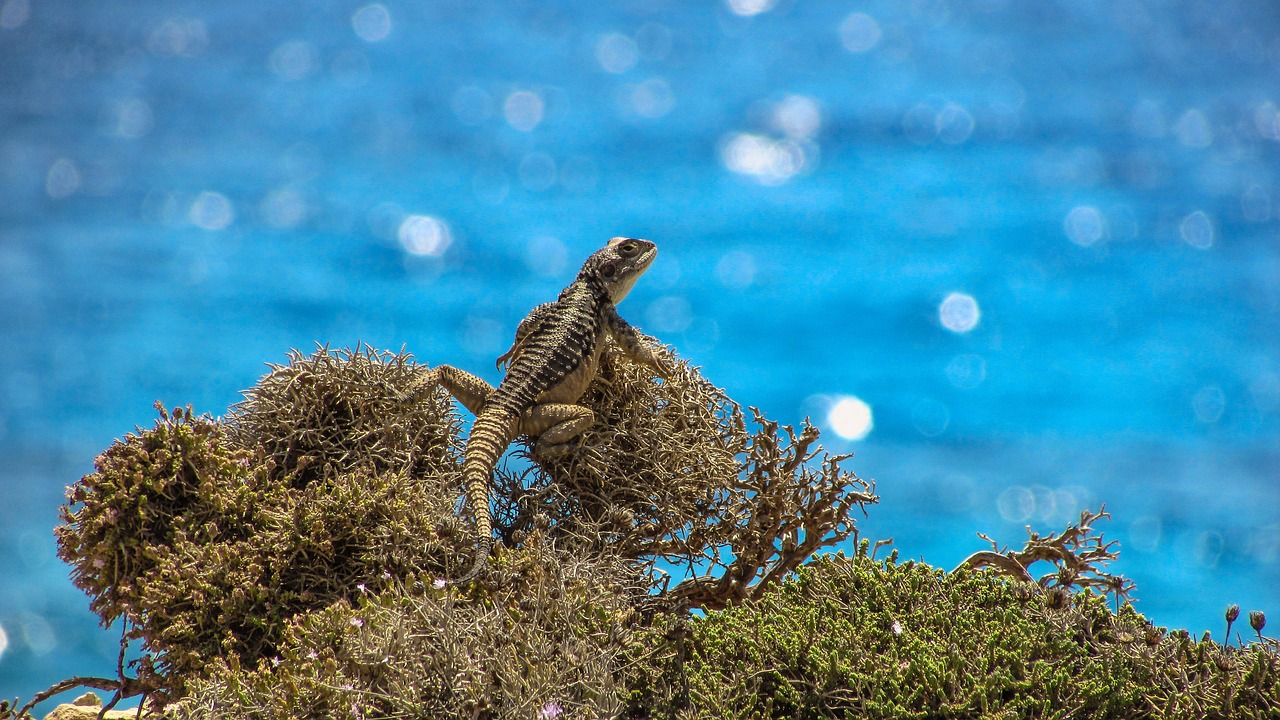 cyprus lizard kurkutas free photo