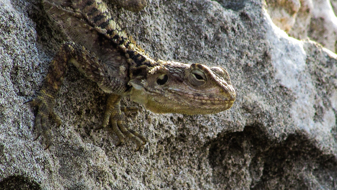 cyprus lizard kurkutas free photo