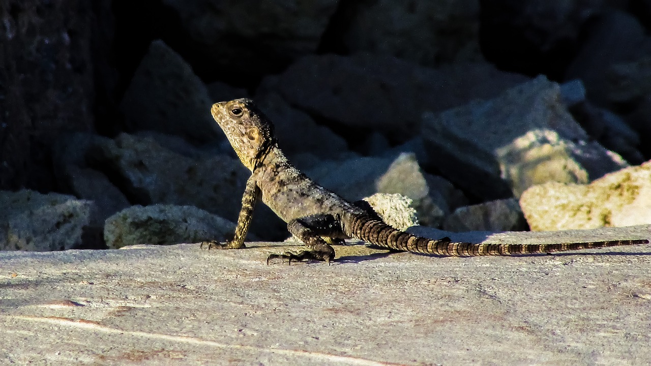 lizard cyprus kurkutas free photo