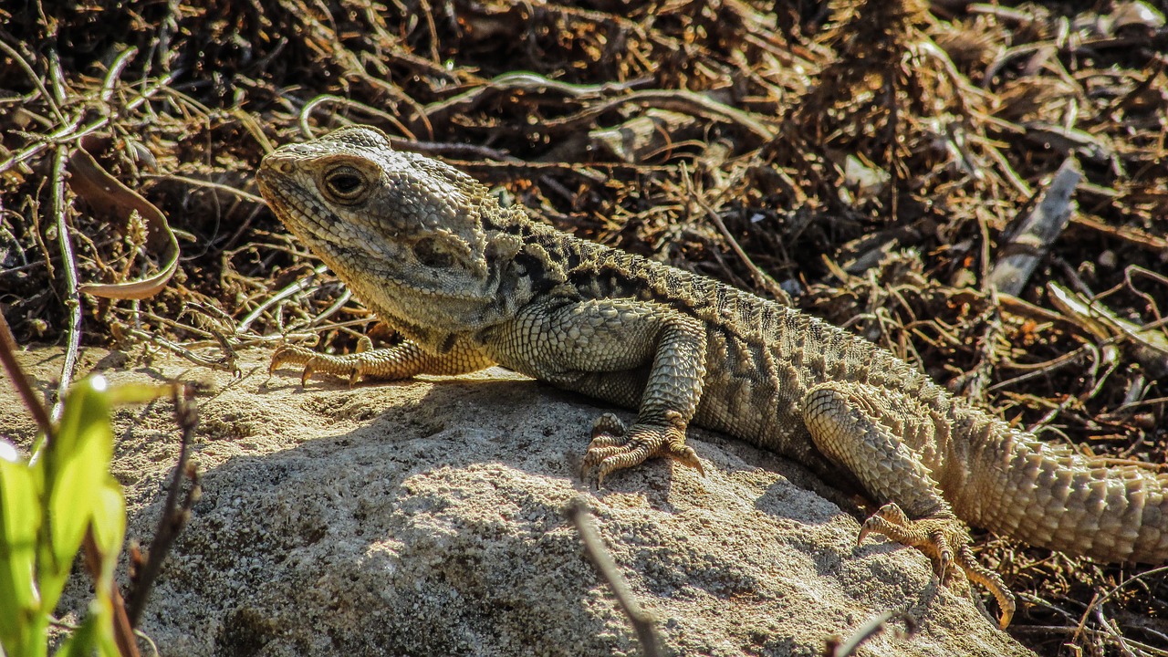 cyprus lizard kurkutas free photo