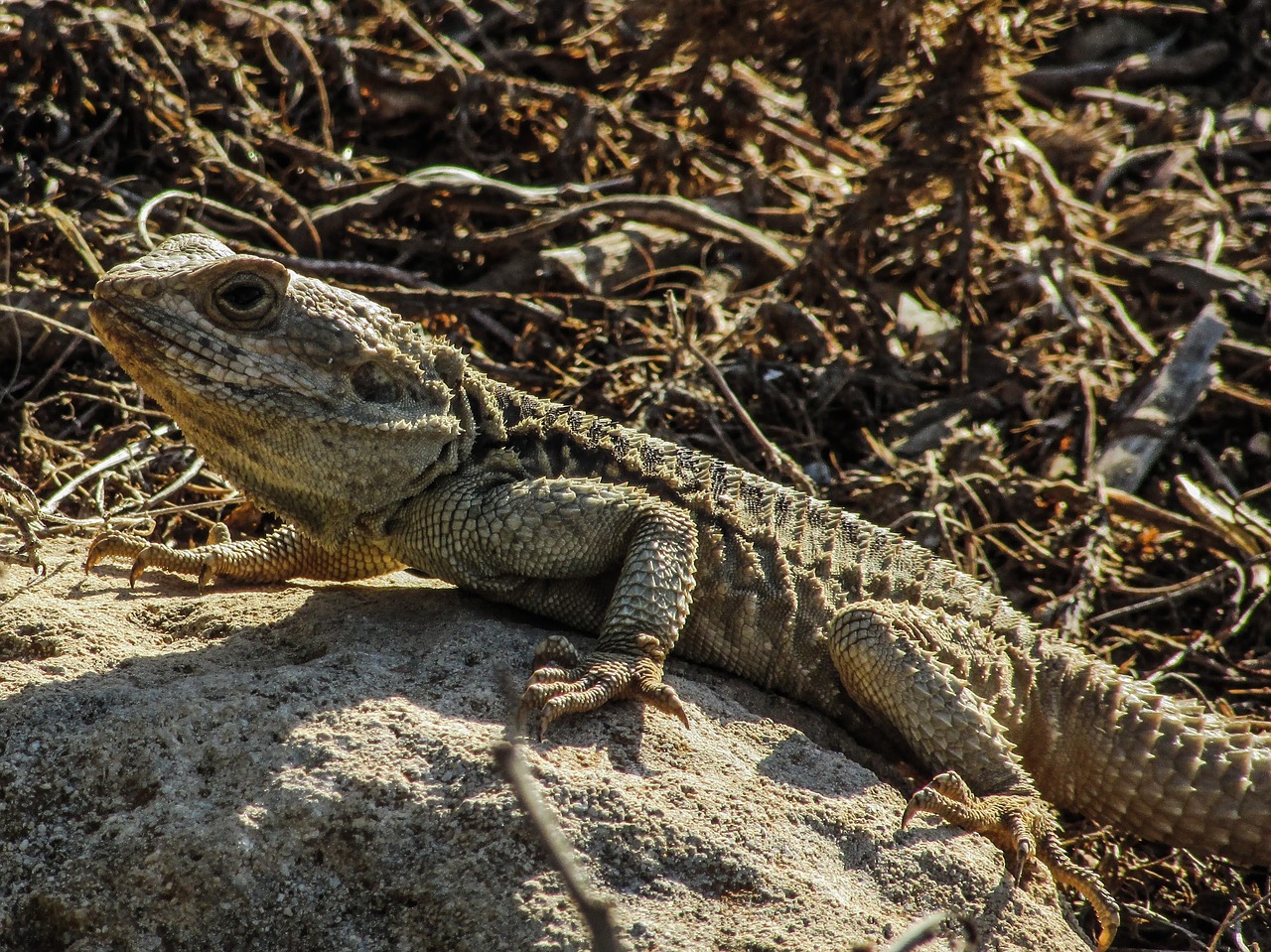 cyprus lizard kurkutas free photo