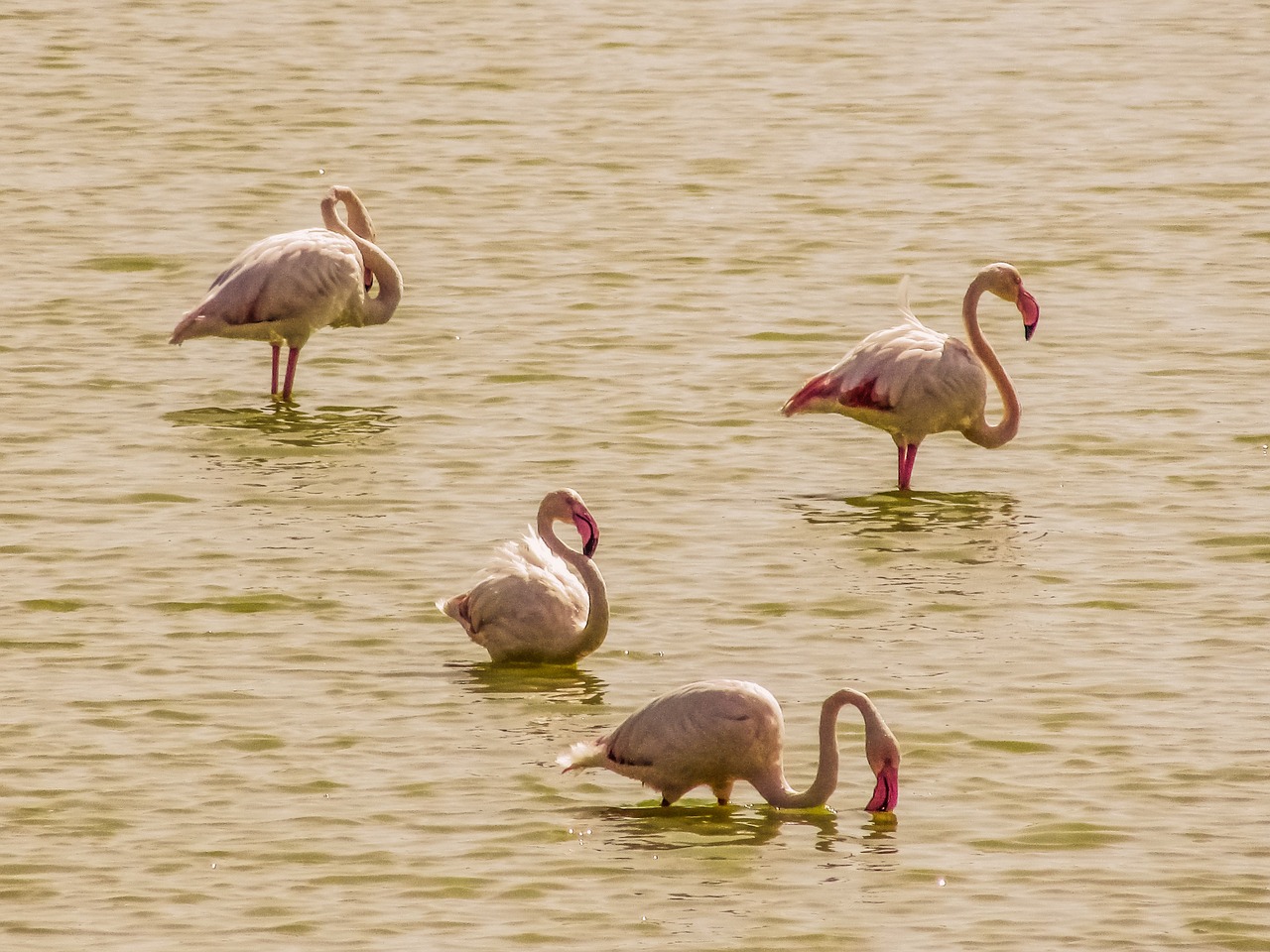 cyprus oroklini lake flamingos free photo