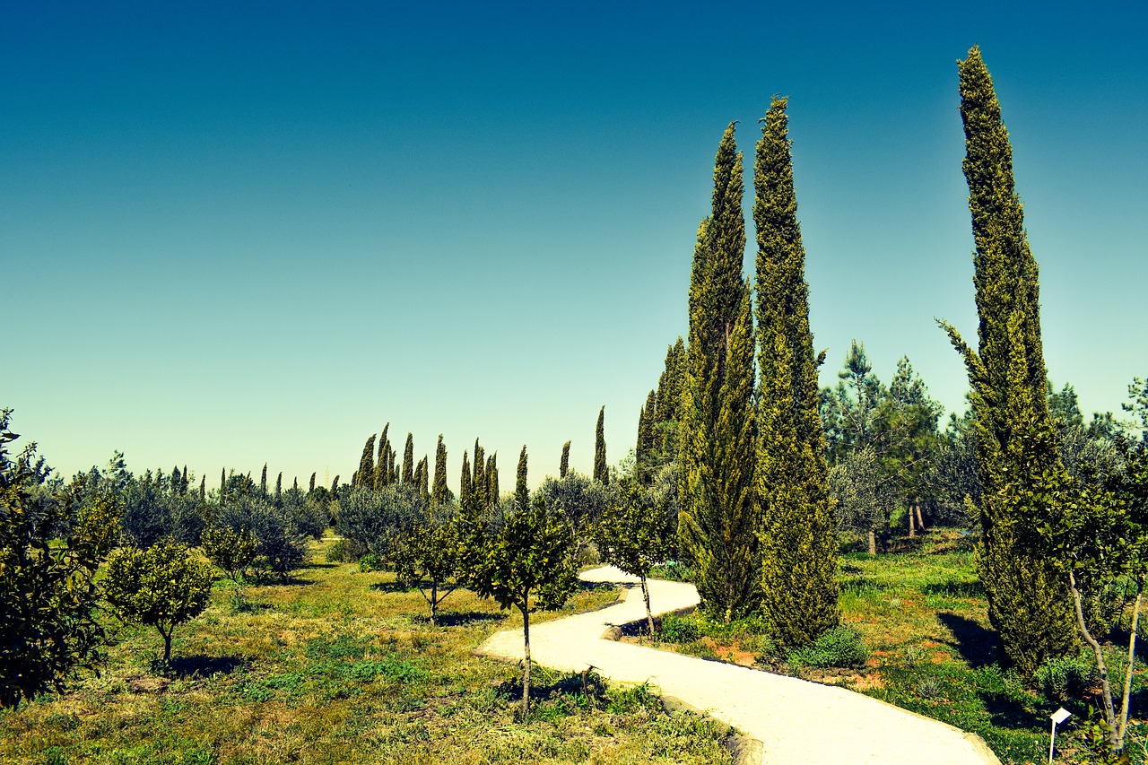 cyprus avgorou cypress free photo
