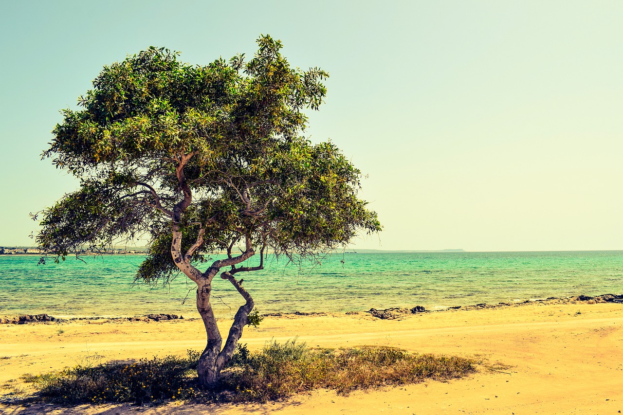 cyprus potamos liopetri tree free photo