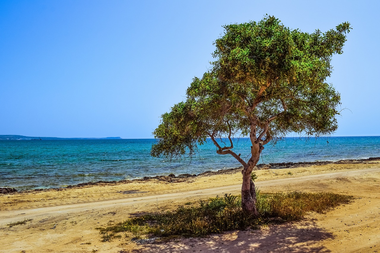 cyprus potamos liopetri tree free photo