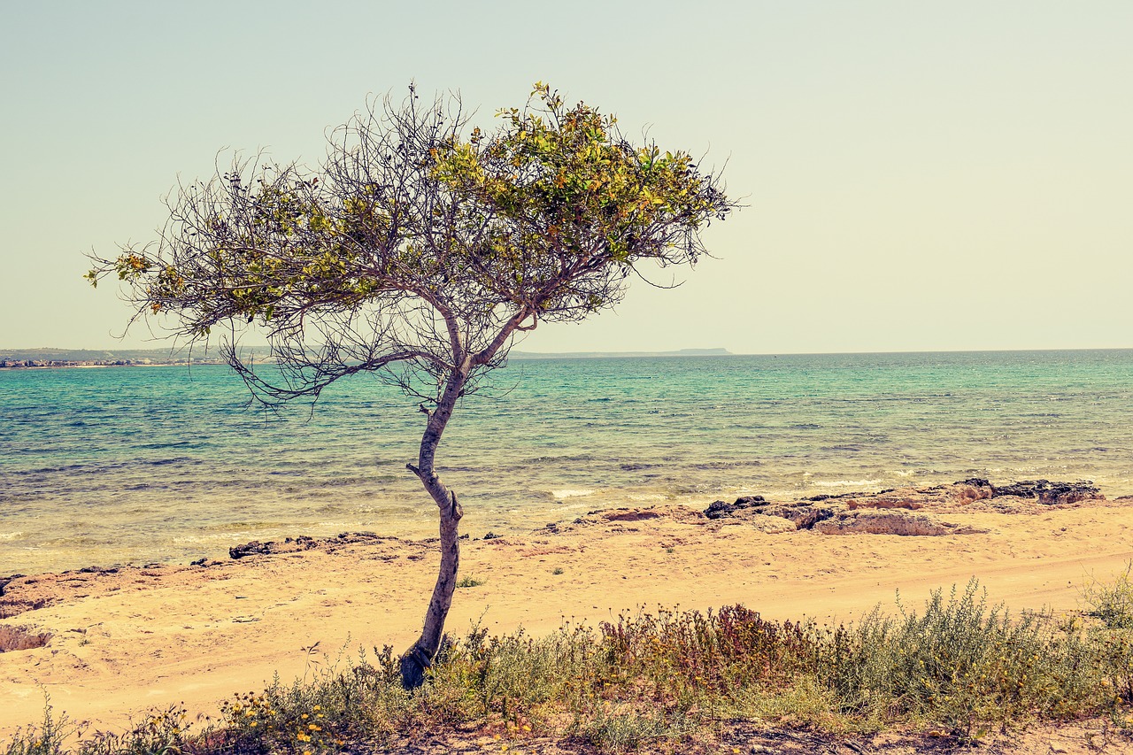 cyprus potamos liopetri tree free photo