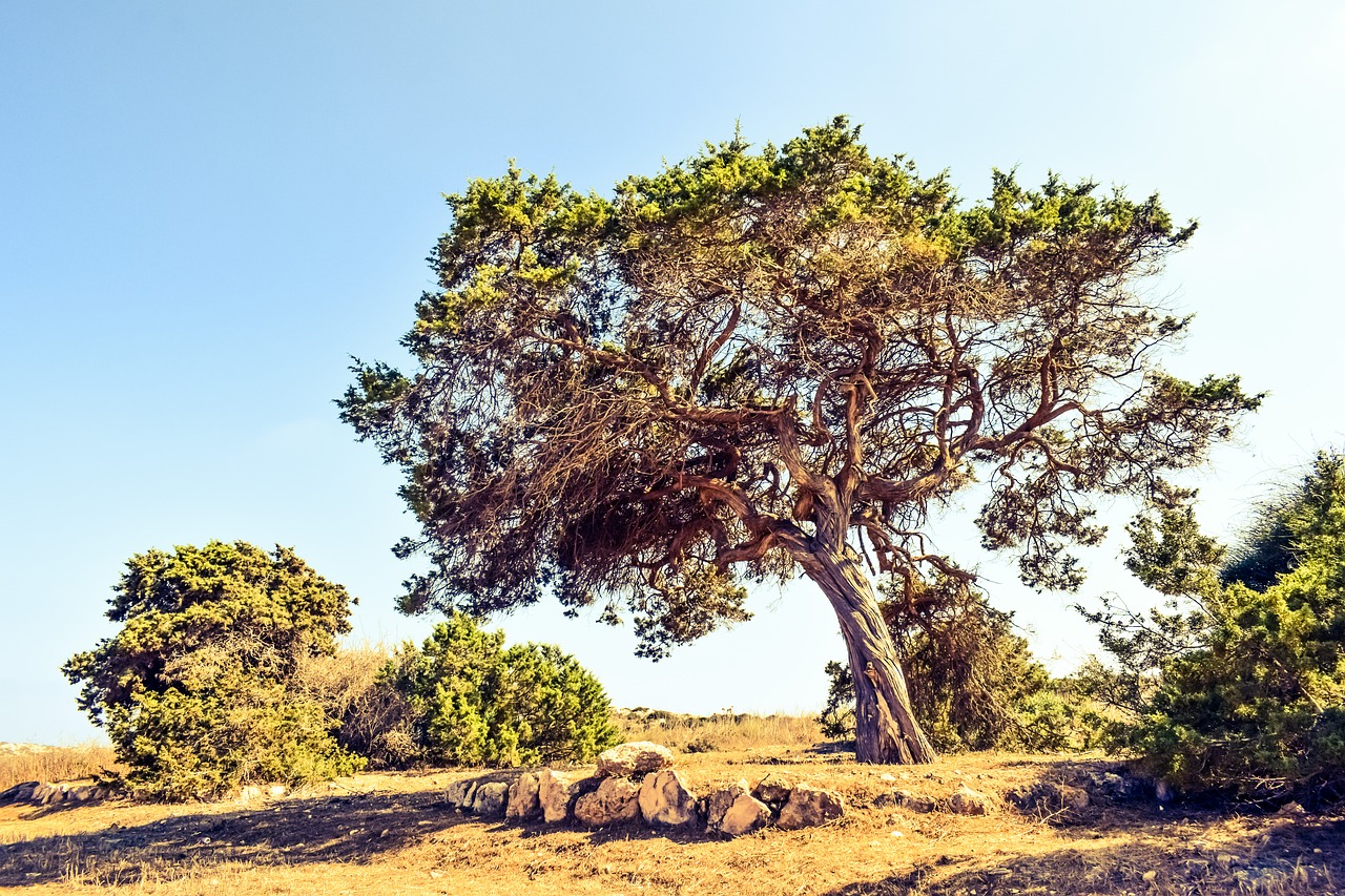 Деревья Кипра