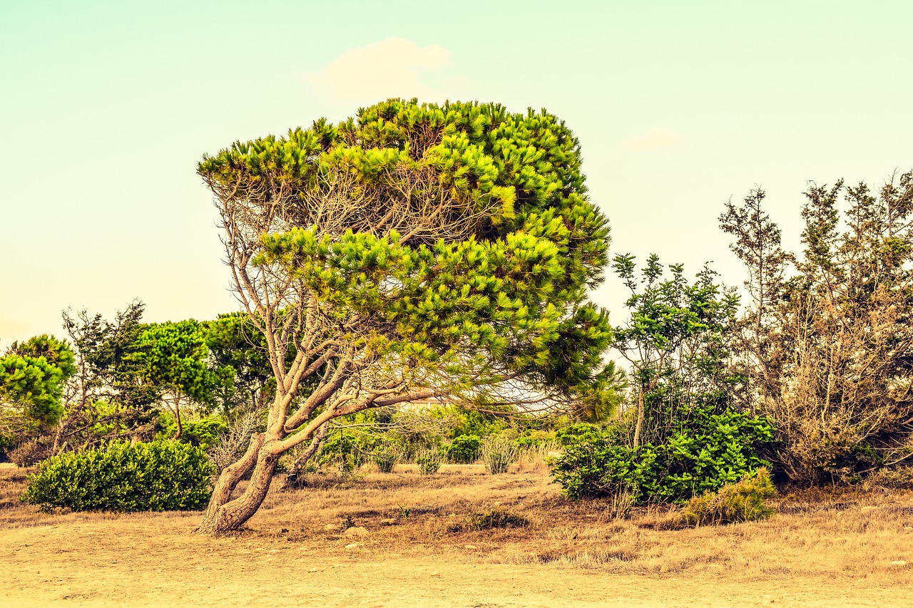 cyprus paphos landscape free photo