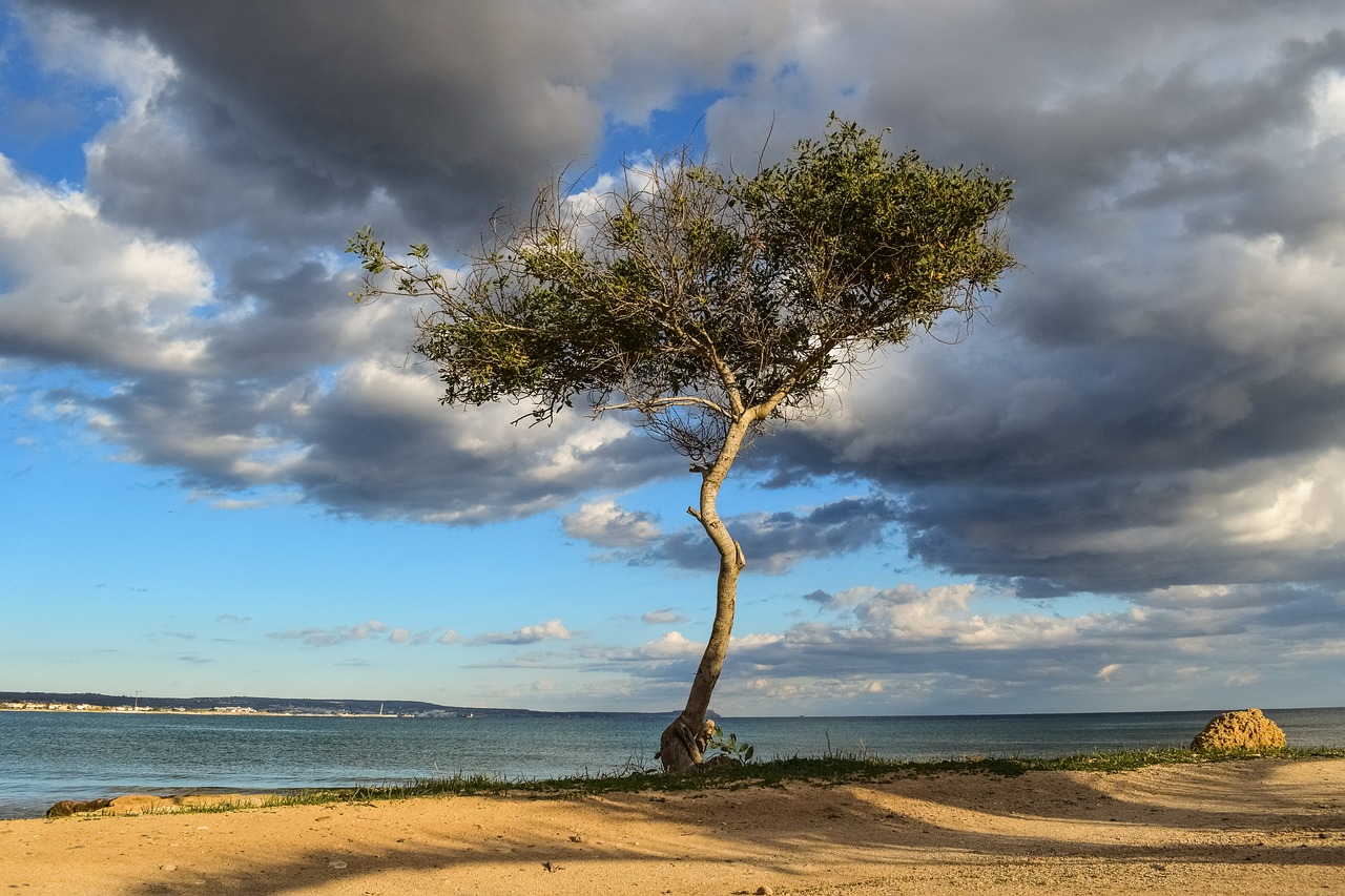 cyprus potamos liopetri tree free photo