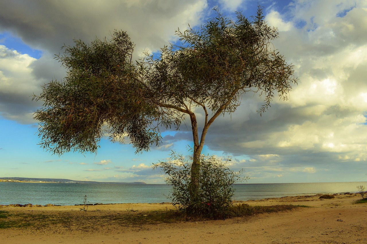 cyprus potamos liopetri tree free photo