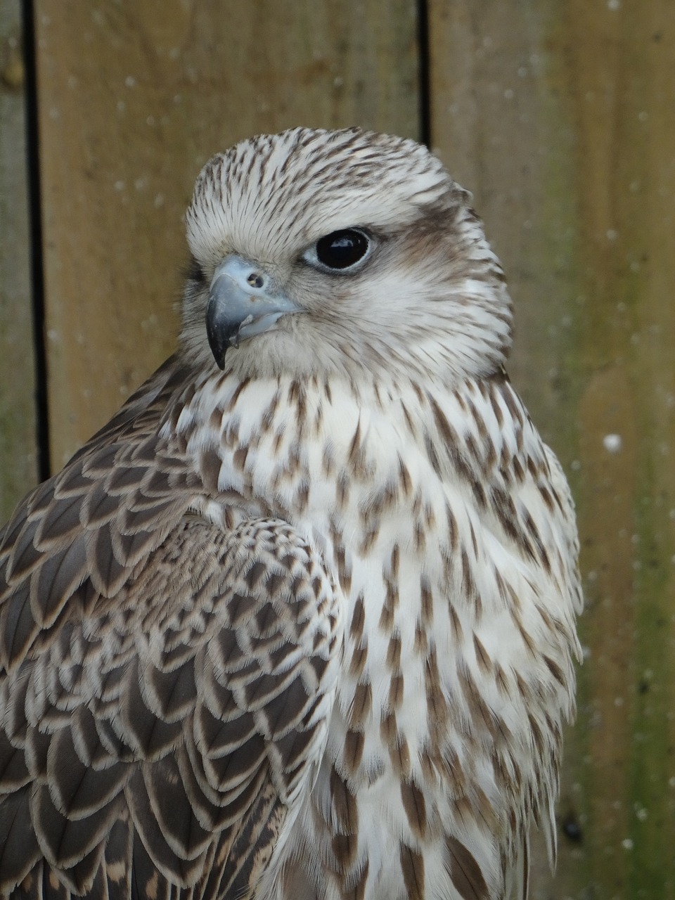 cyr falcon york bird of prey centre fast flyer free photo