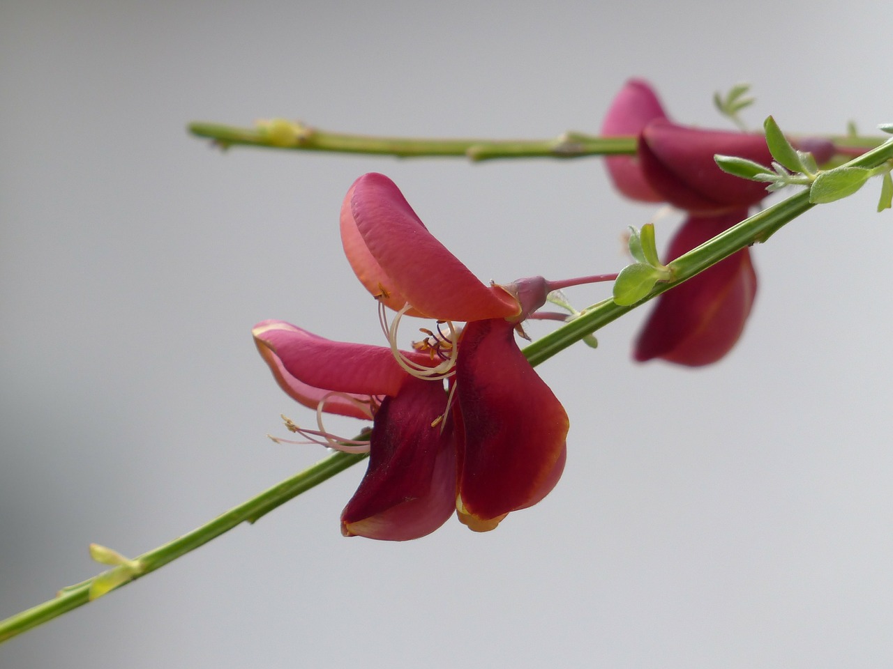 cytisus scoparius blossom bloom free photo