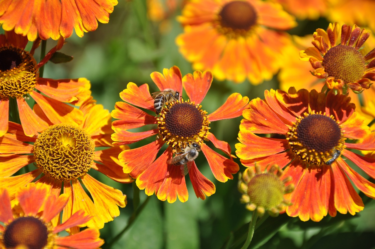 Cz District Nachod Zdarky Garden Bees On Flowers Free Image