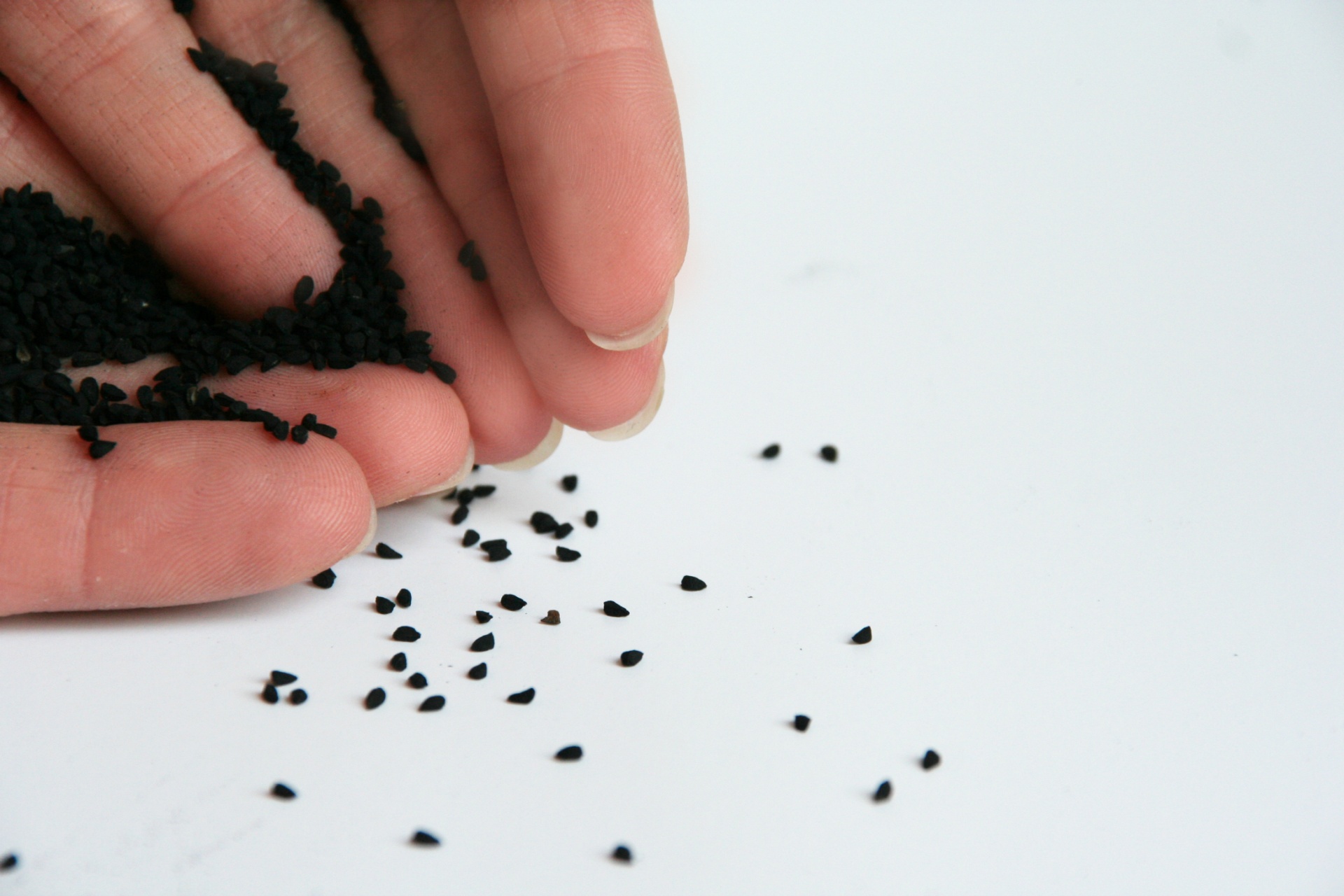 black cumin black seeds free photo