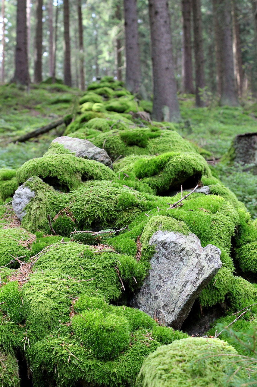 czech republic stones trees free photo