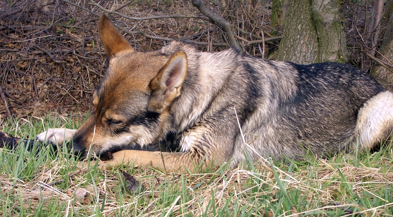 czechoslovak wolf dog luna free photo
