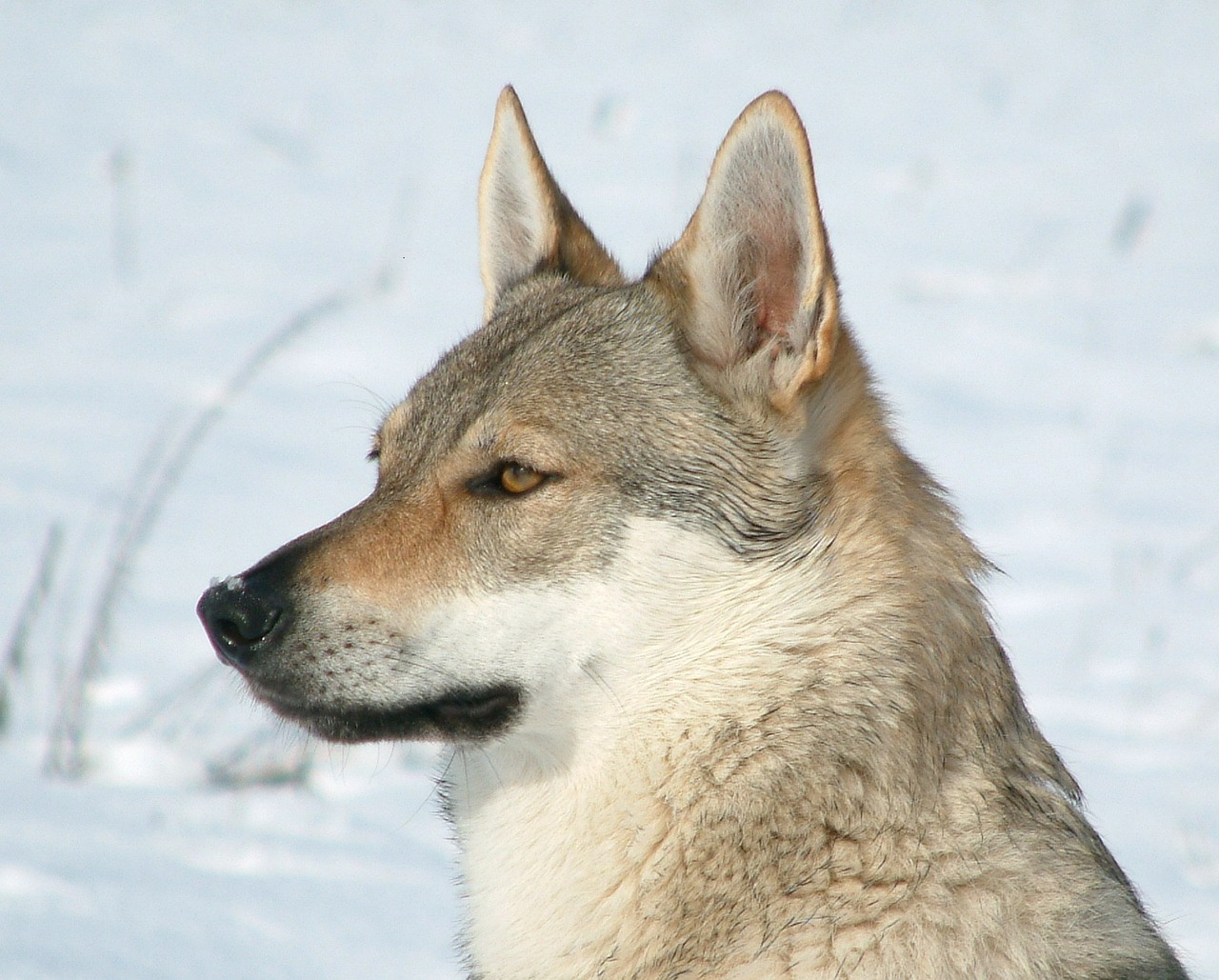 czechoslovakian wolfdog female wolf free photo