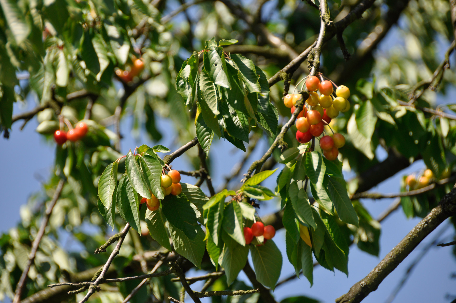 cherries leaves fruits free photo
