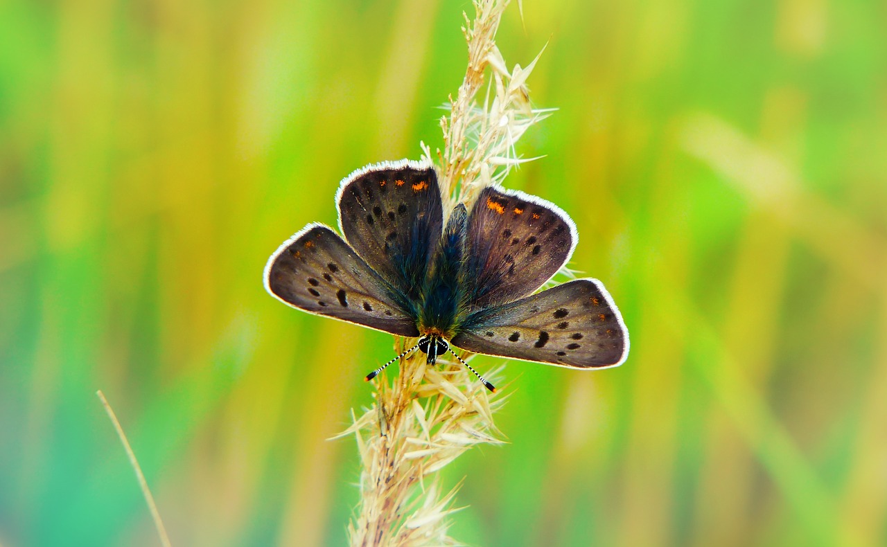 czerwończyk uroczek  insect  butterfly day free photo