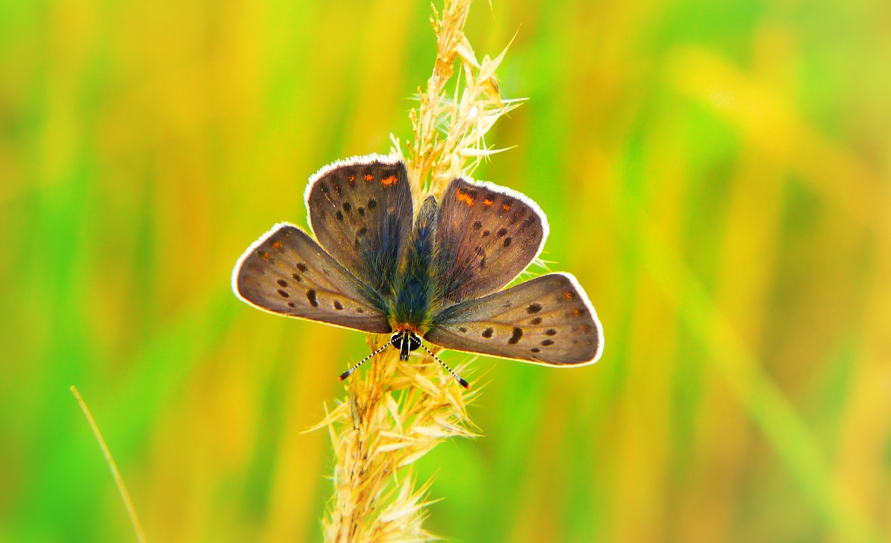 czerwończyk uroczek  insect  butterfly day free photo