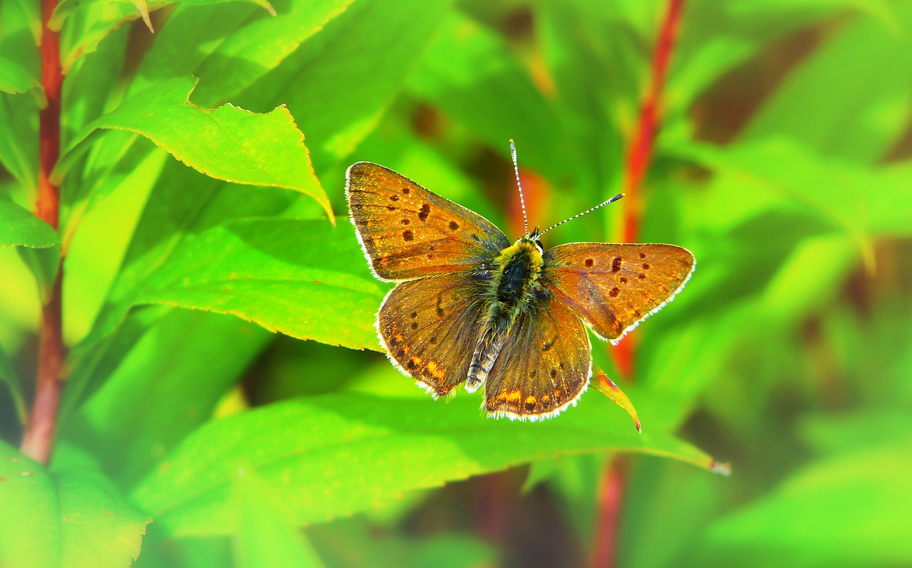czerwończyk uroczek  insect  butterfly day free photo