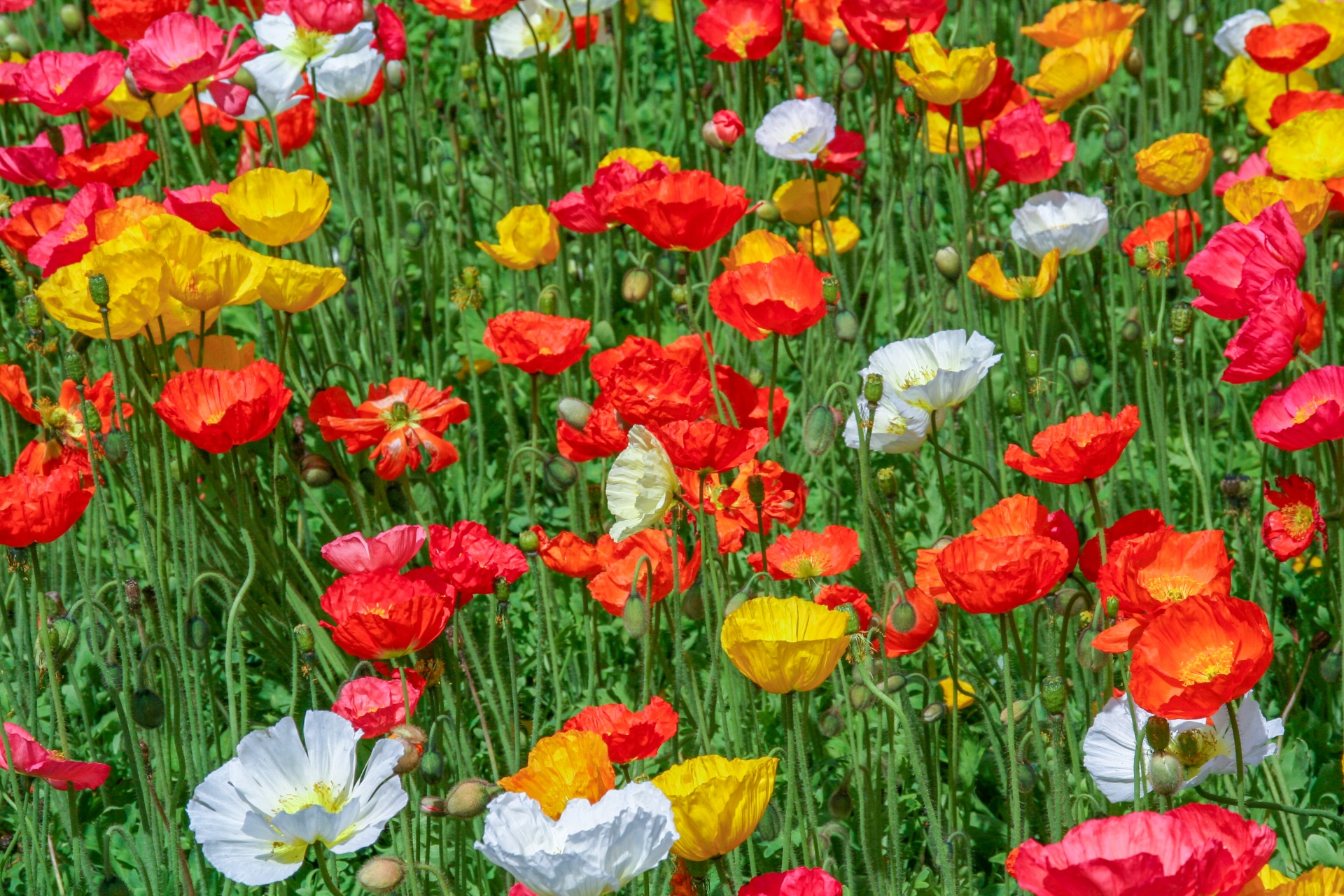 flowers poppies red free photo