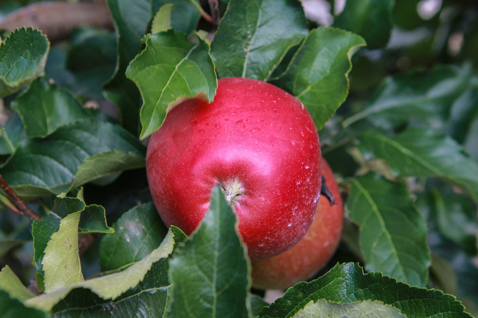 tree fruit red free photo