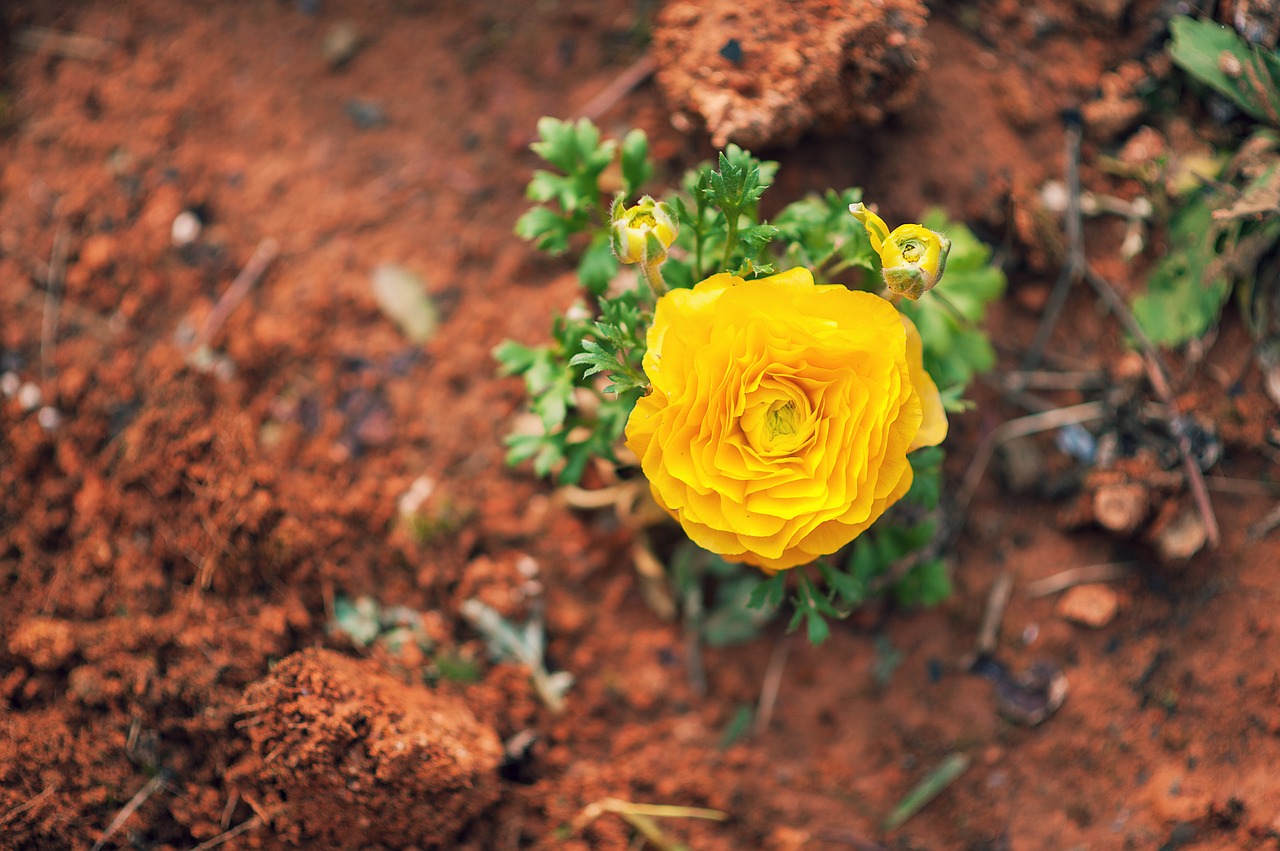 d3 planted flowers in the garden nikon 85mm free photo