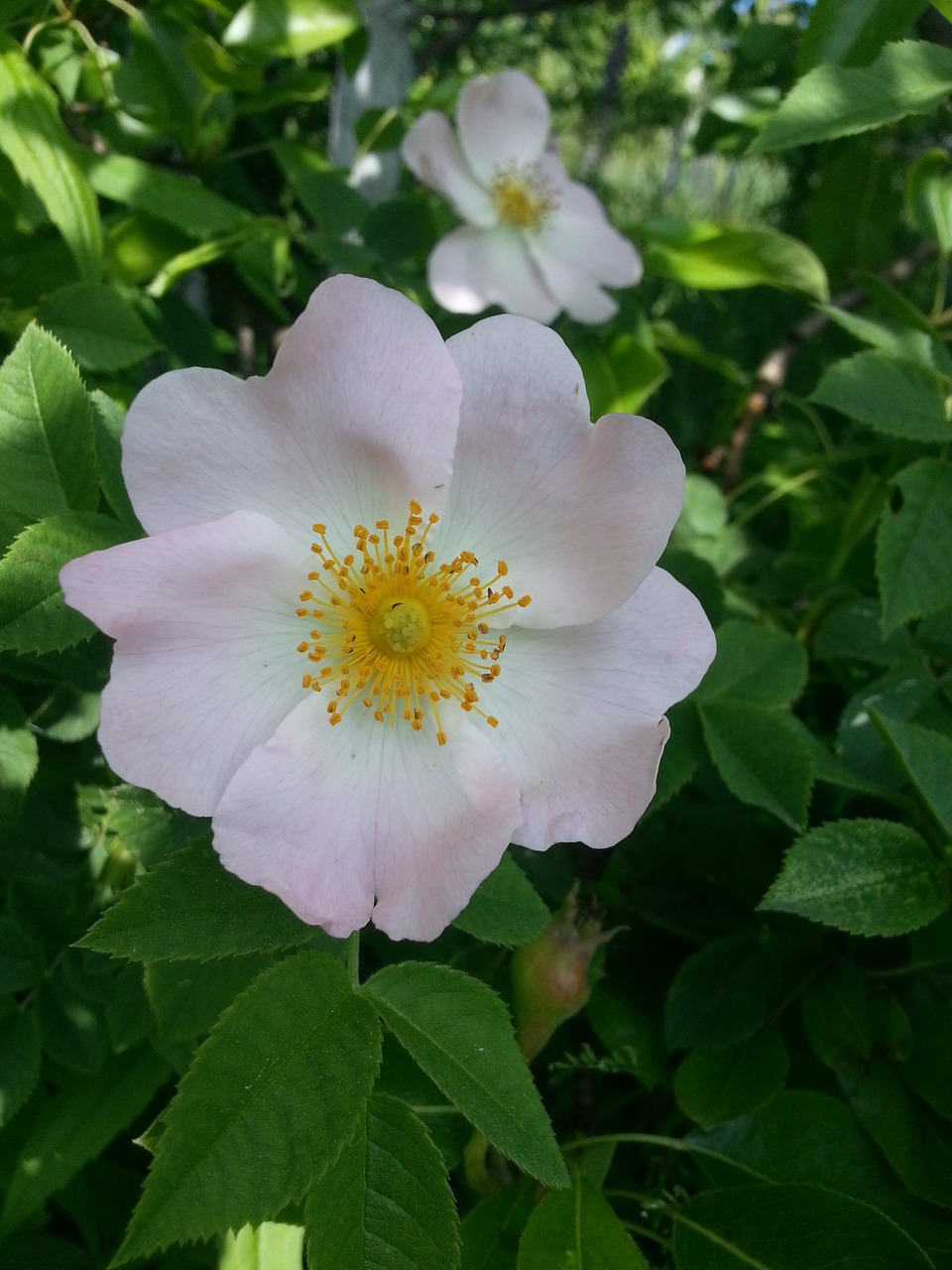 dacha flowers nature free photo