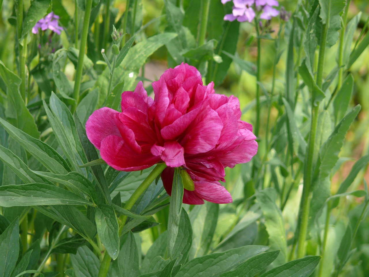 dacha flowers nature free photo