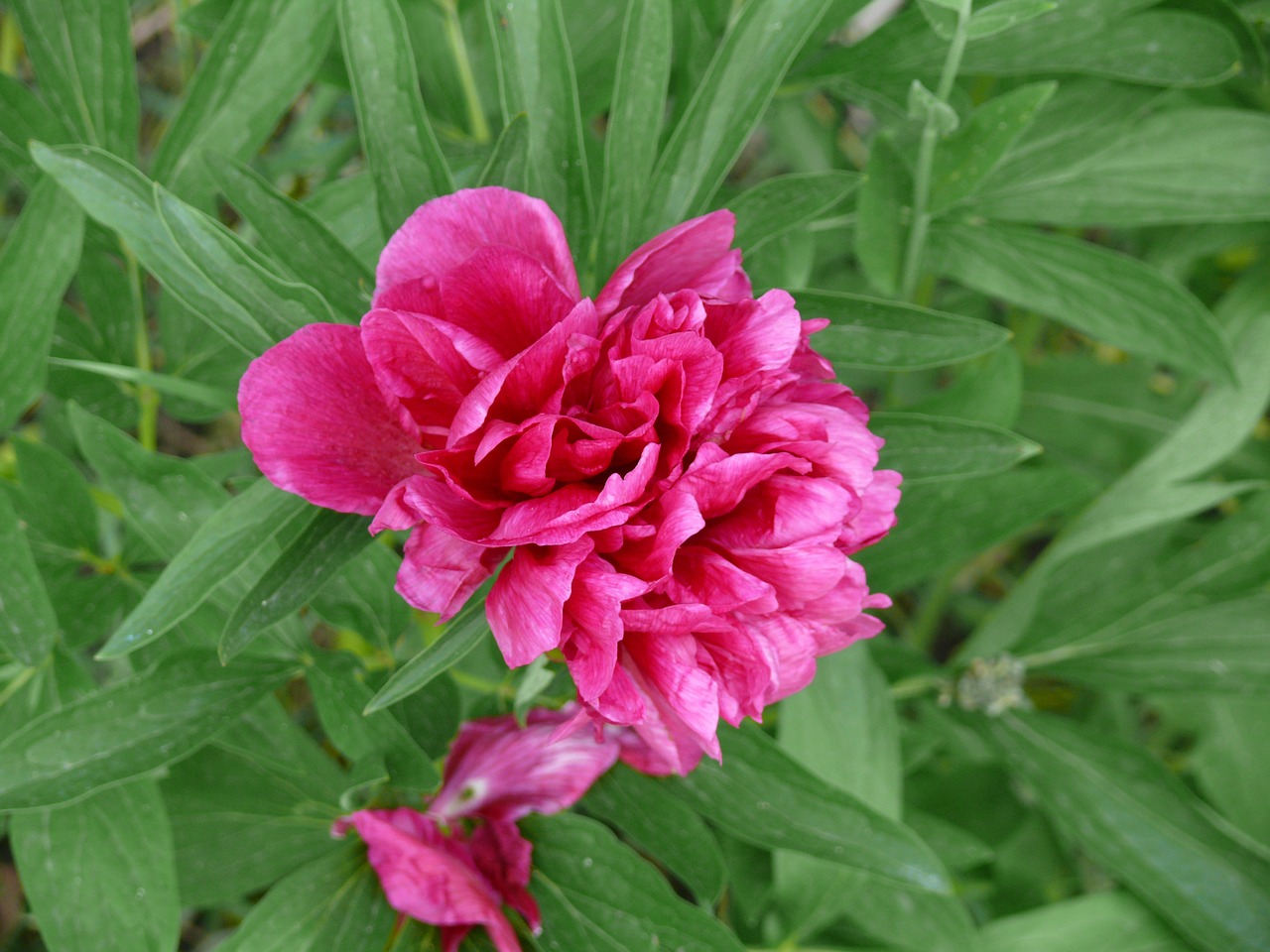 dacha flowers nature free photo