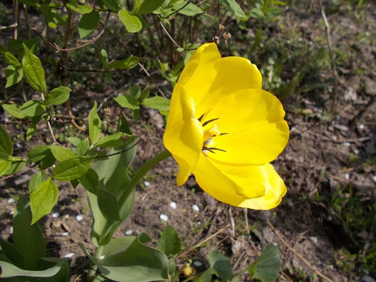 dacha flowers yellow tulip free photo