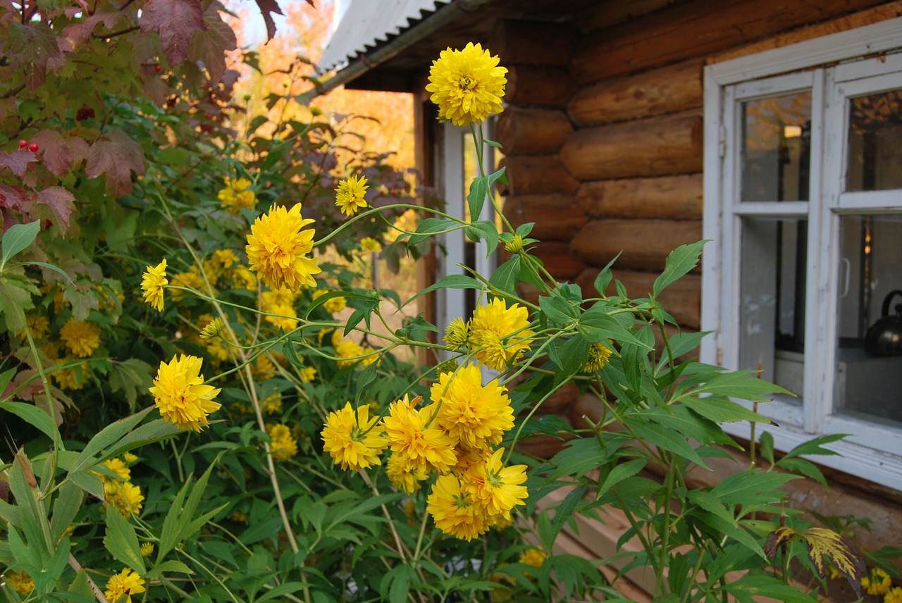 dacha flowers house free photo